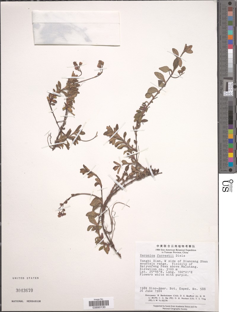 Veronica forrestii