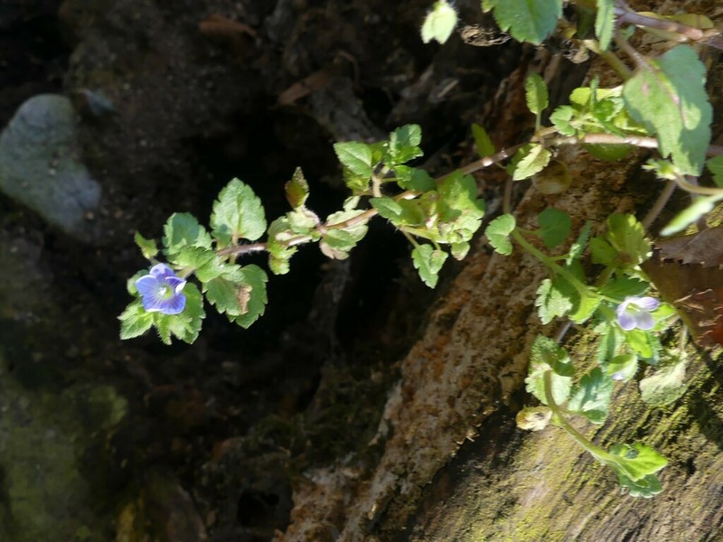 Veronica francispetae