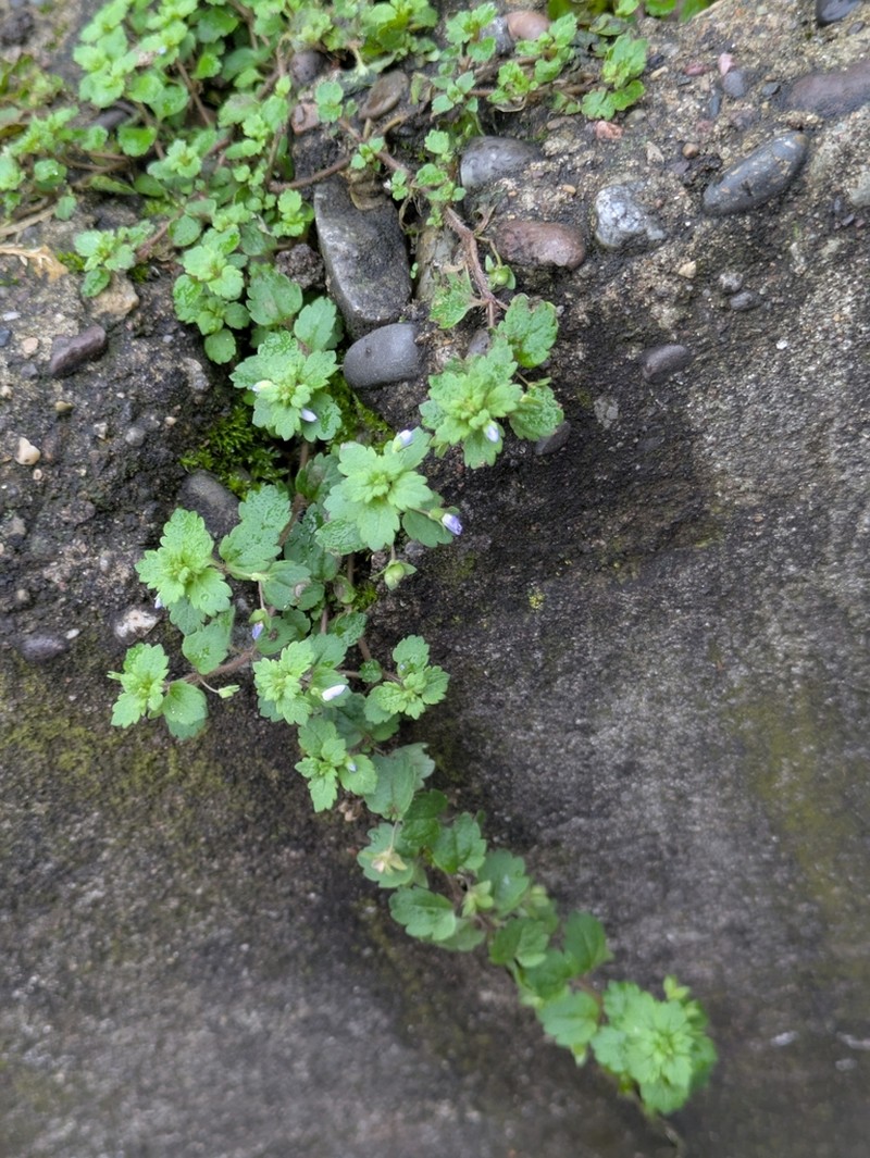 Veronica francispetae photo 2