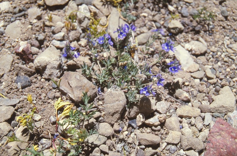Veronica fridericae photo 2