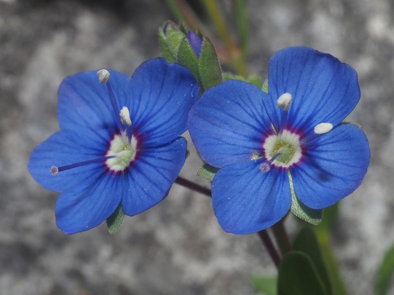 Woodystem Speedwell photo 2
