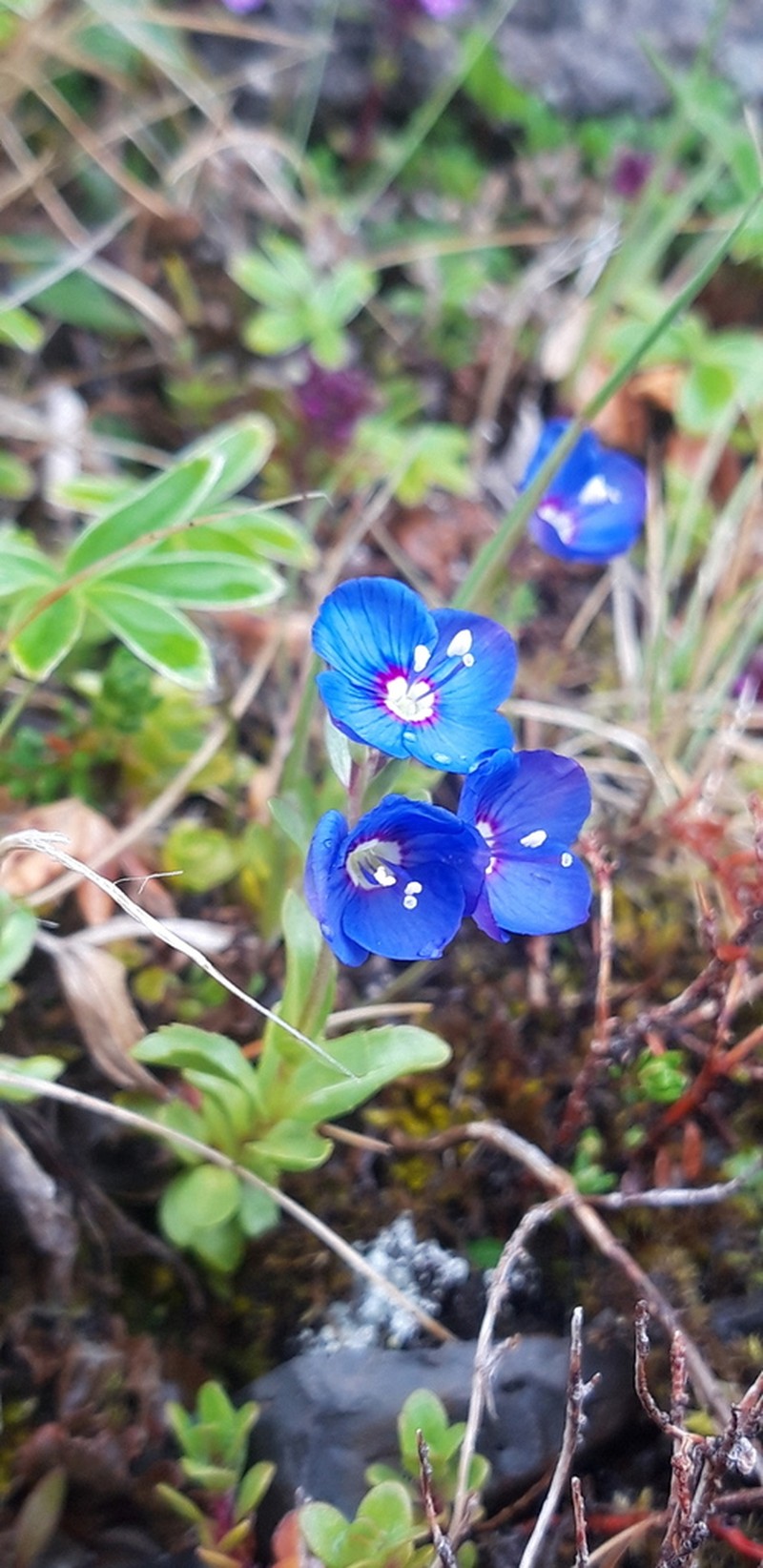 Woodystem Speedwell photo 3