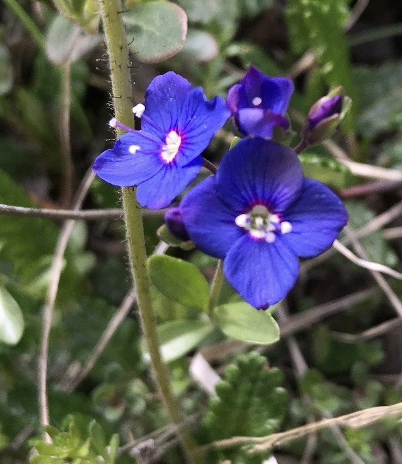 Woodystem Speedwell photo 4