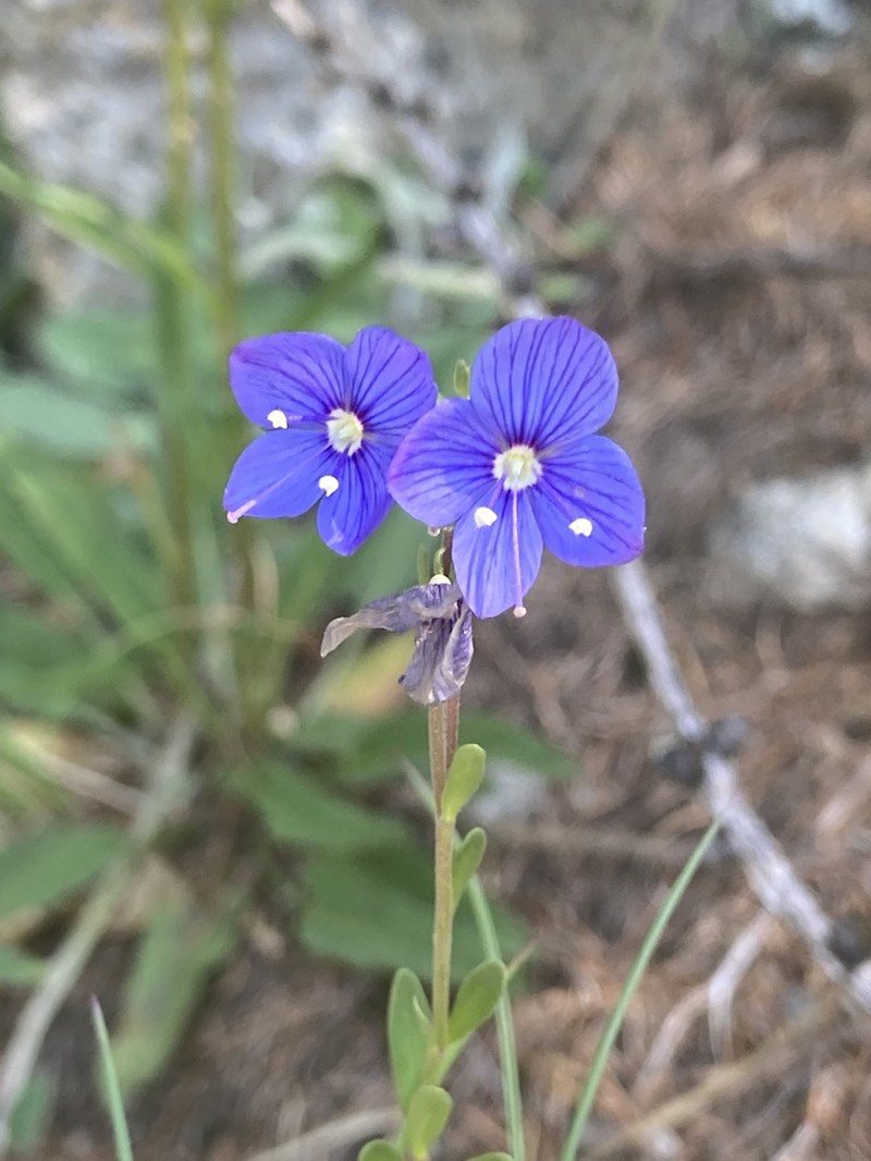 Woodystem Speedwell photo 5