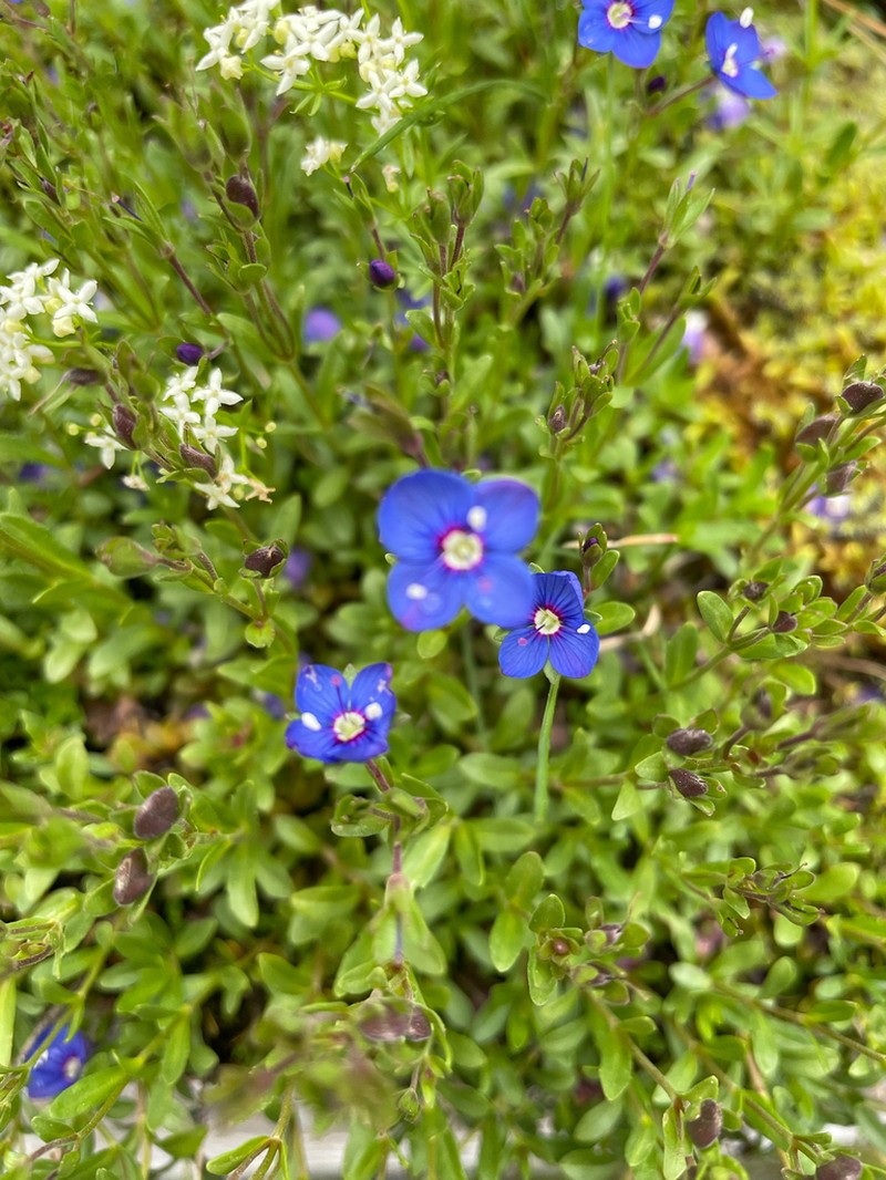 Woodystem Speedwell photo 6