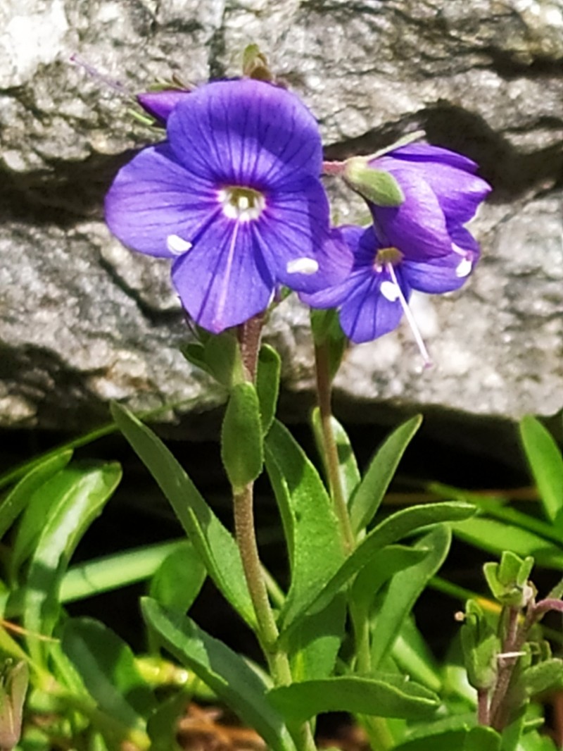 Woodystem Speedwell photo 7