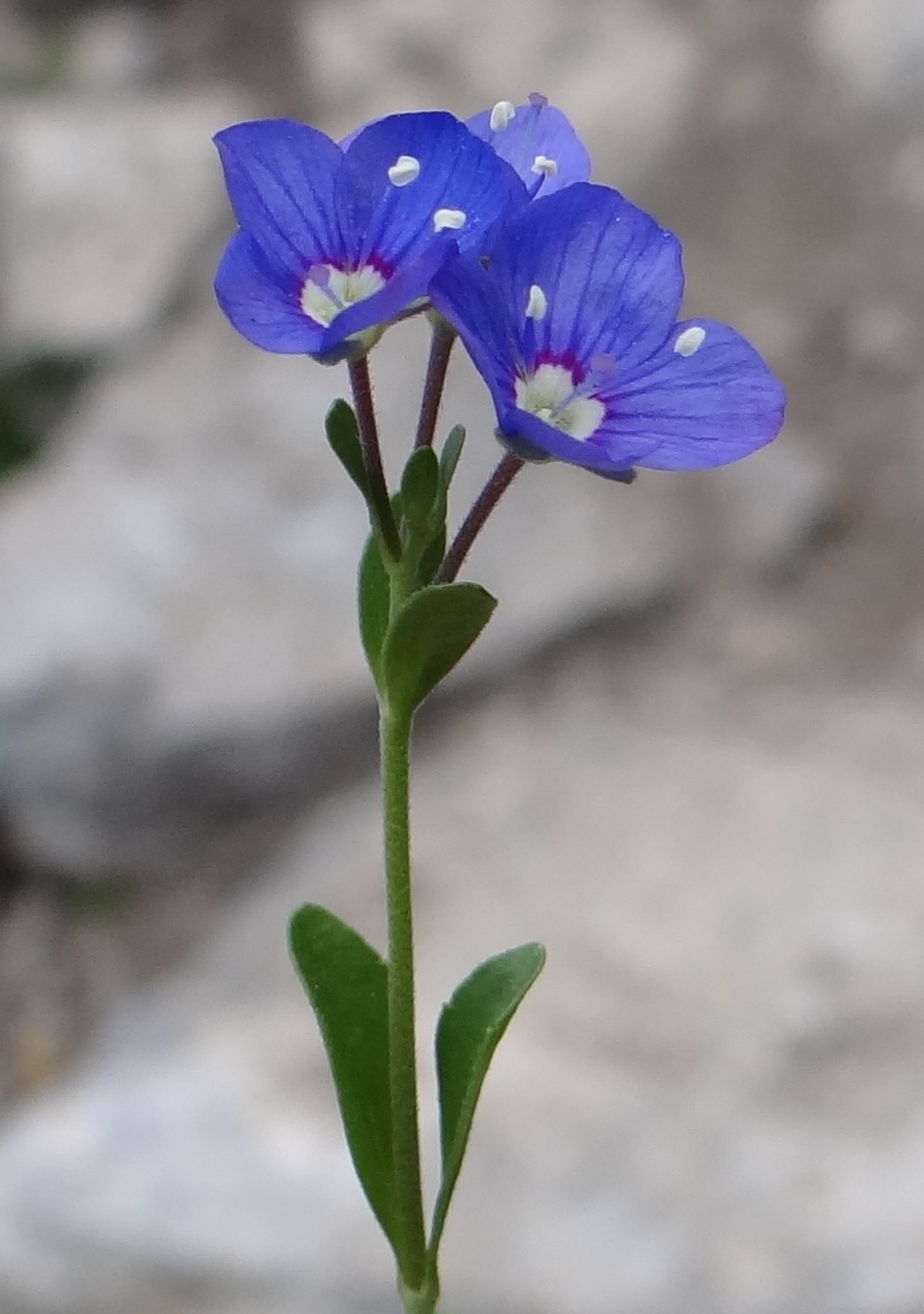 Woodystem Speedwell