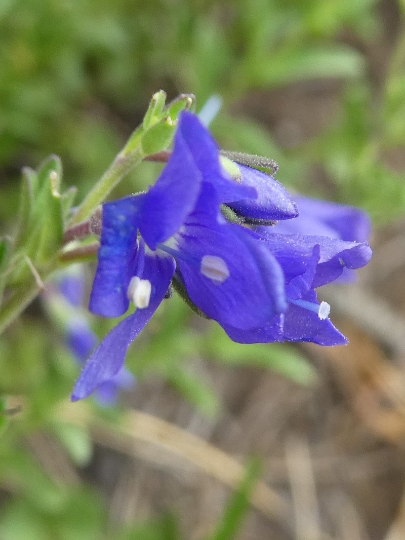Veronica fruticans subsp. cantabrica