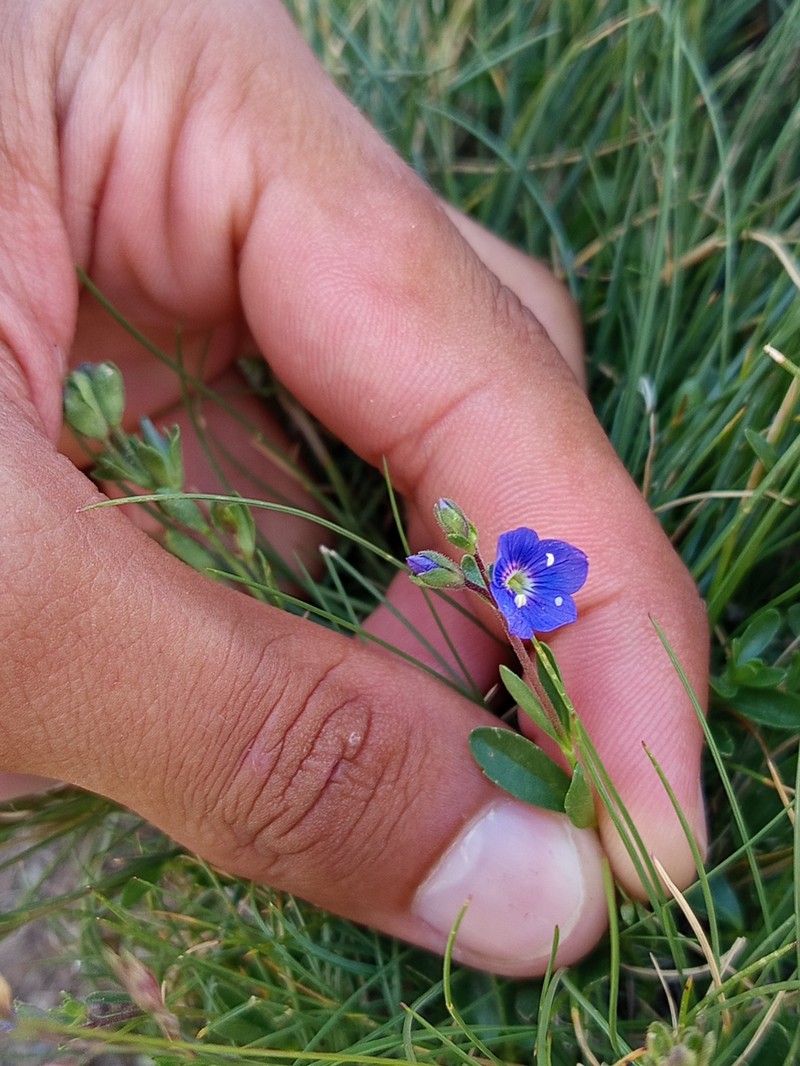 Veronica fruticans subsp. cantabrica photo 2