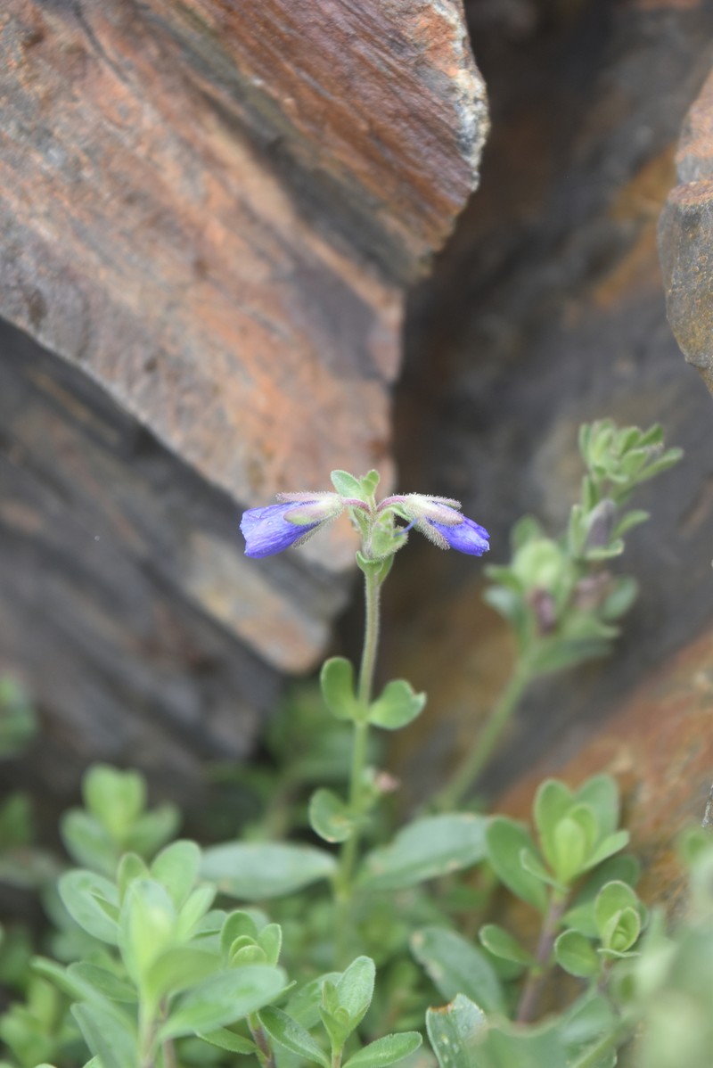 Veronica fruticans subsp. cantabrica photo 3