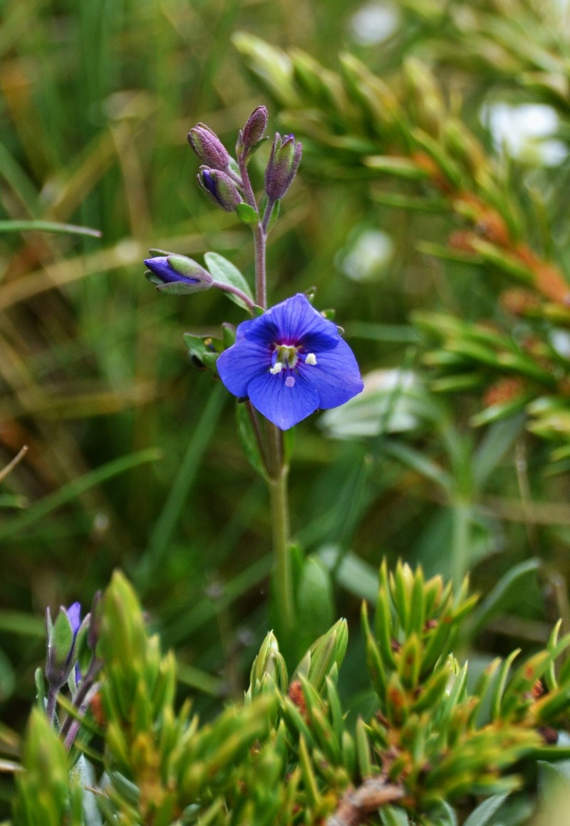 Veronica fruticans subsp. cantabrica photo 4