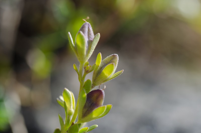 Veronica fruticans subsp. fruticans