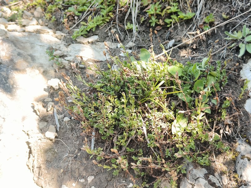Veronica fruticans subsp. fruticans photo 2