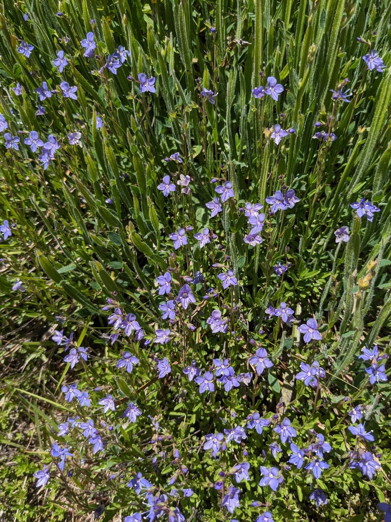 Veronica fruticans subsp. fruticans photo 4