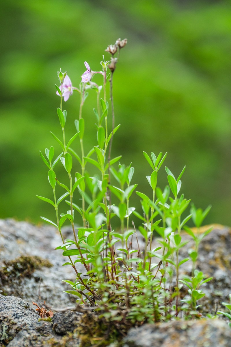 Veronica fruticulosa