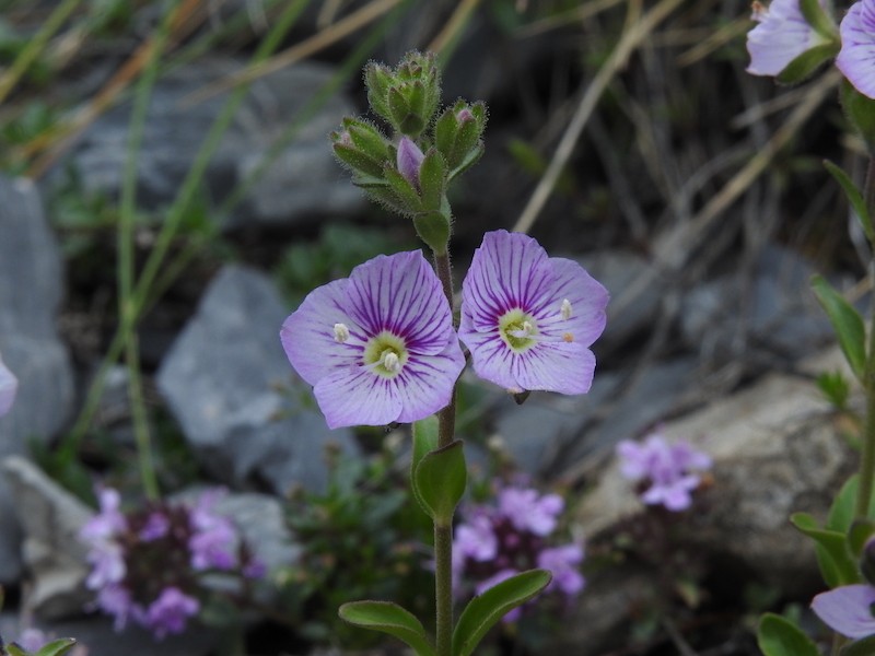 Veronica fruticulosa photo 2