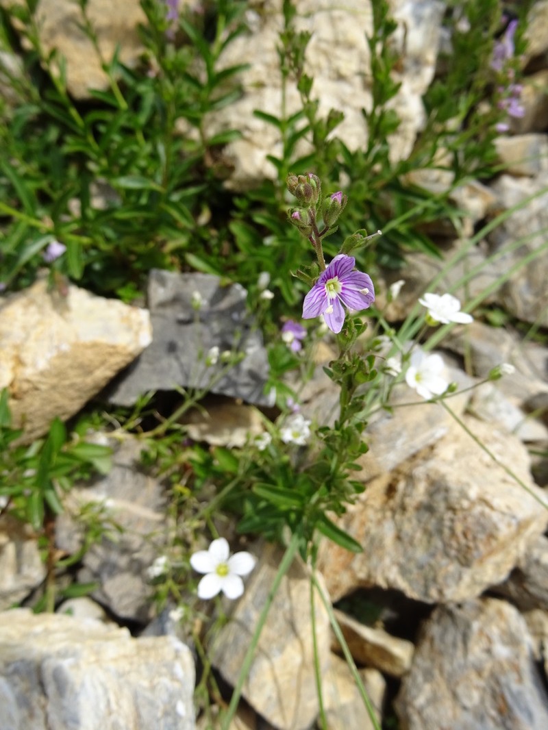 Veronica fruticulosa photo 3