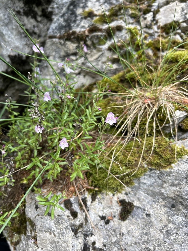 Veronica fruticulosa photo 5