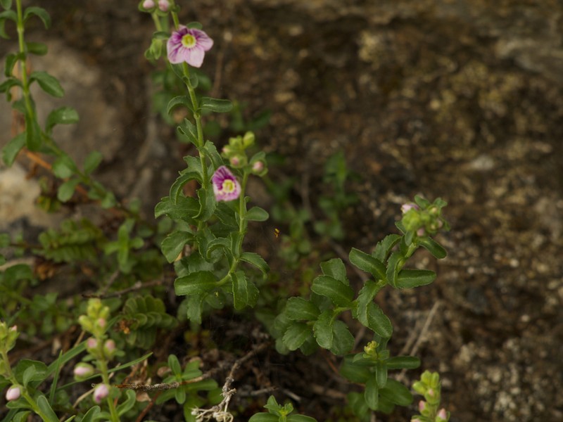 Veronica fruticulosa photo 6