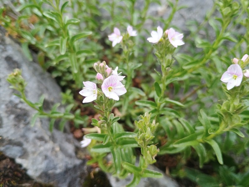 Veronica fruticulosa photo 8
