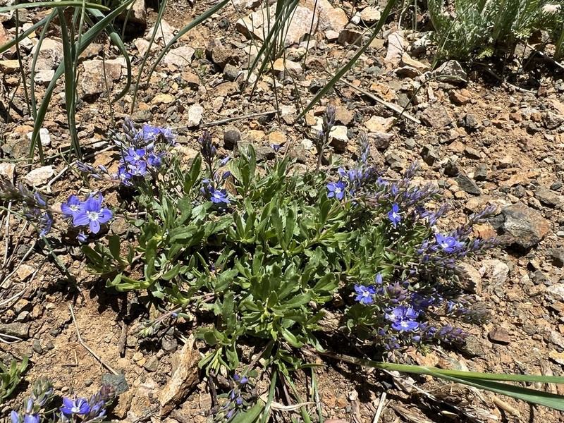 Veronica fuhsii
