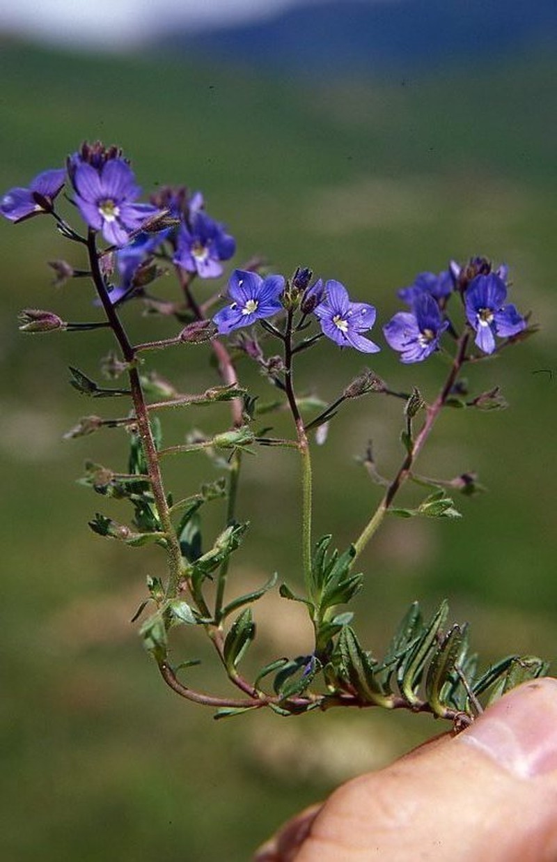 Veronica fuhsii photo 2