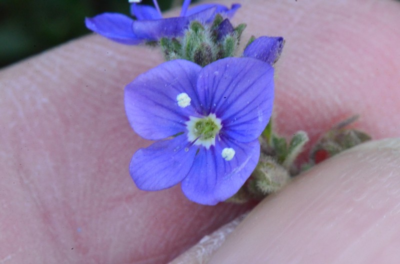 Veronica fuhsii photo 3
