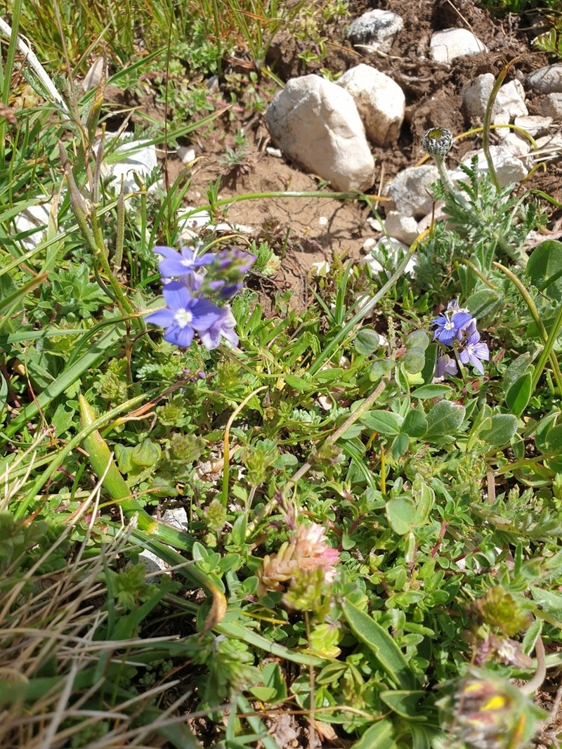 Veronica fuhsii photo 5