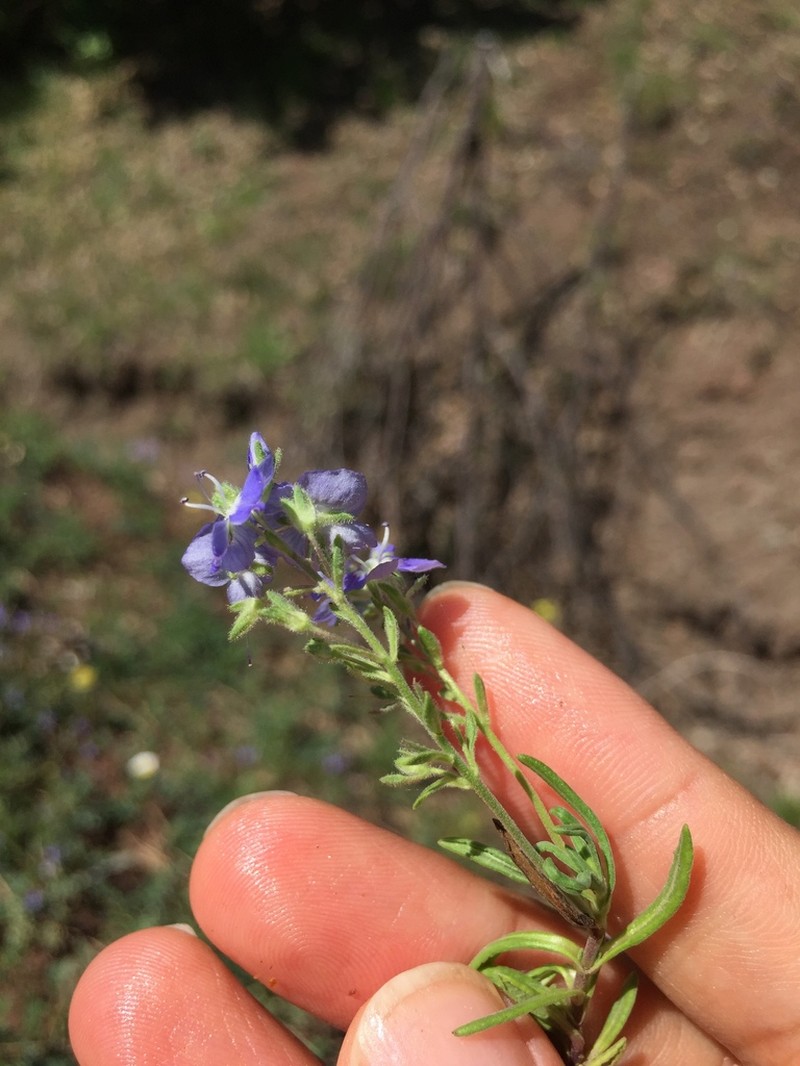 Veronica fuhsii photo 6