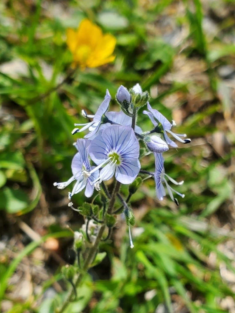 Veronica gentianoides photo 2