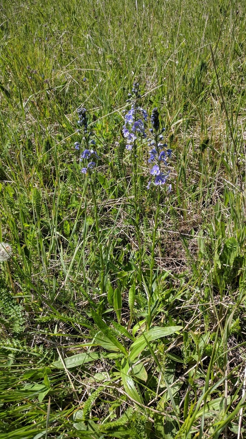 Veronica gentianoides photo 3