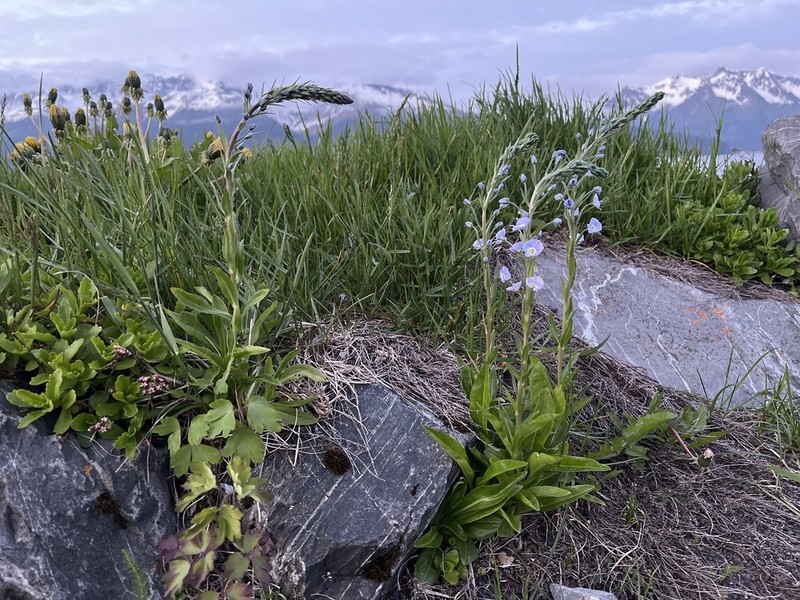 Veronica gentianoides photo 4