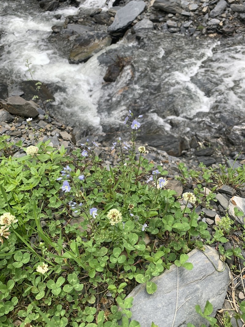 Veronica gentianoides photo 5