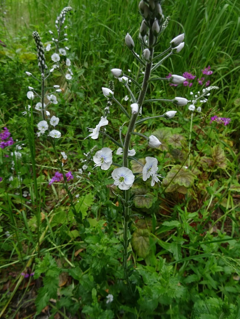 Veronica gentianoides photo 6