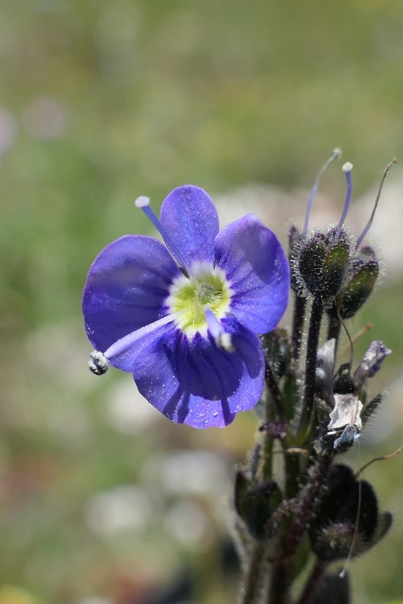 Veronica gentianoides photo 7