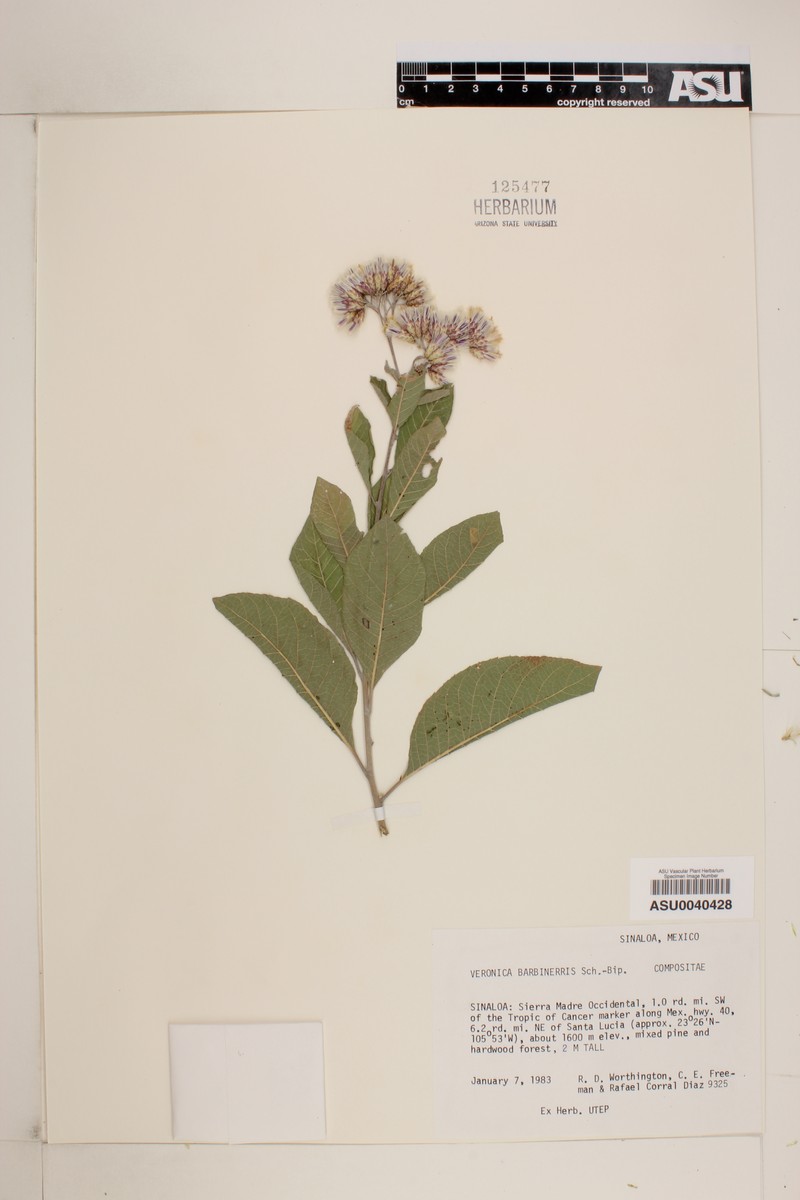 Veronica gentianoides subsp. gentianoides photo 2