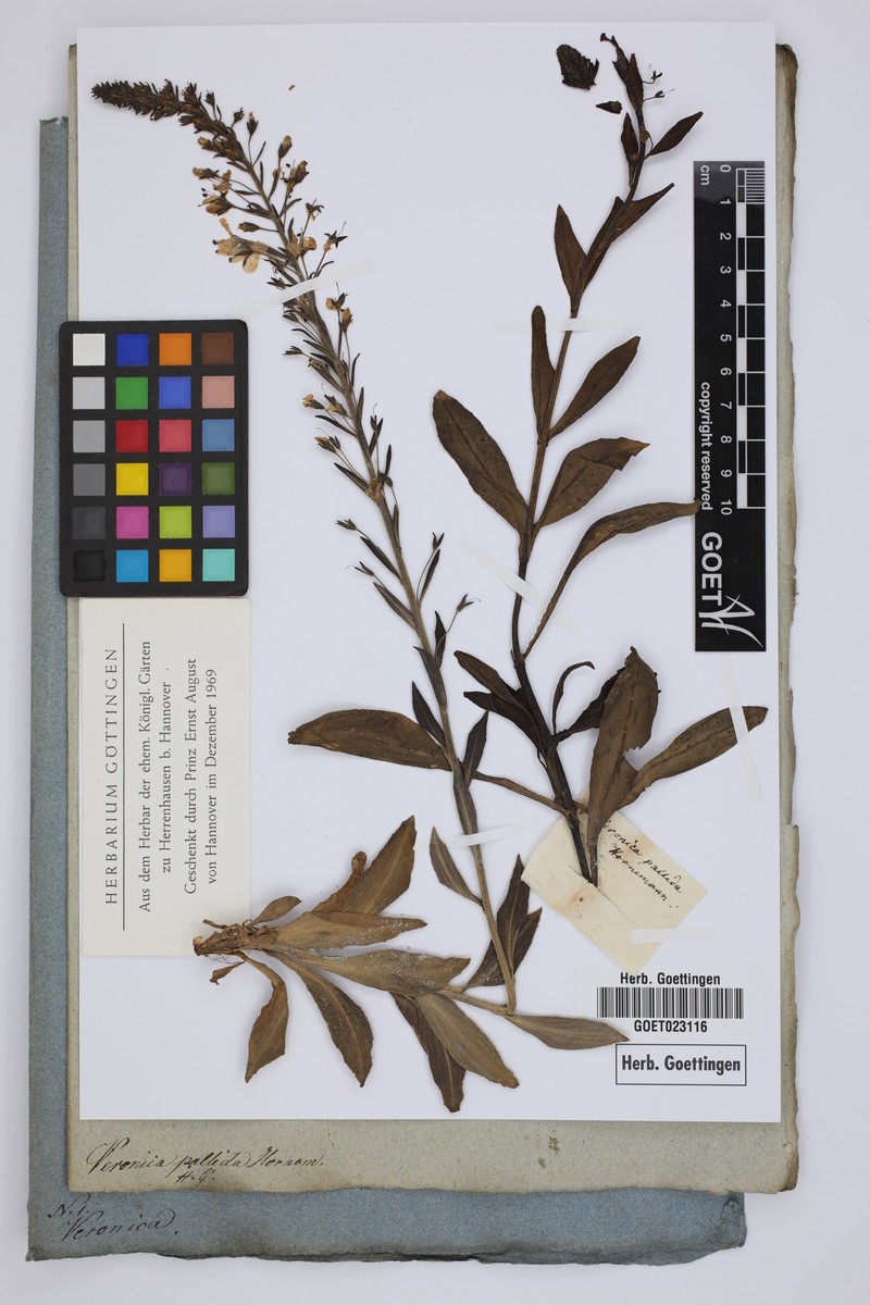 Veronica gentianoides subsp. gentianoides photo 3