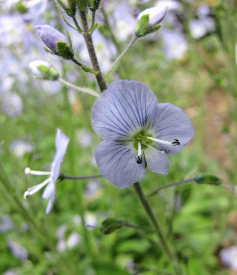 Veronica gentianoides subsp. gentianoides