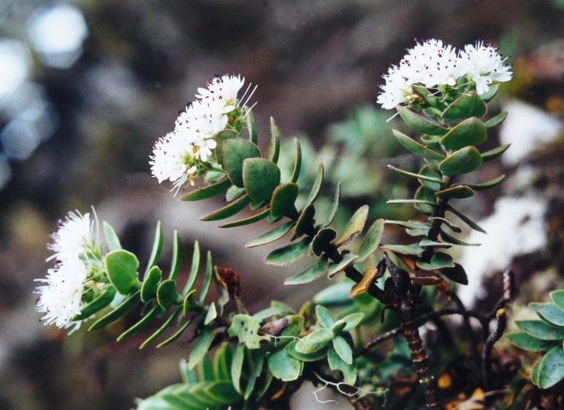 Veronica gibbsii