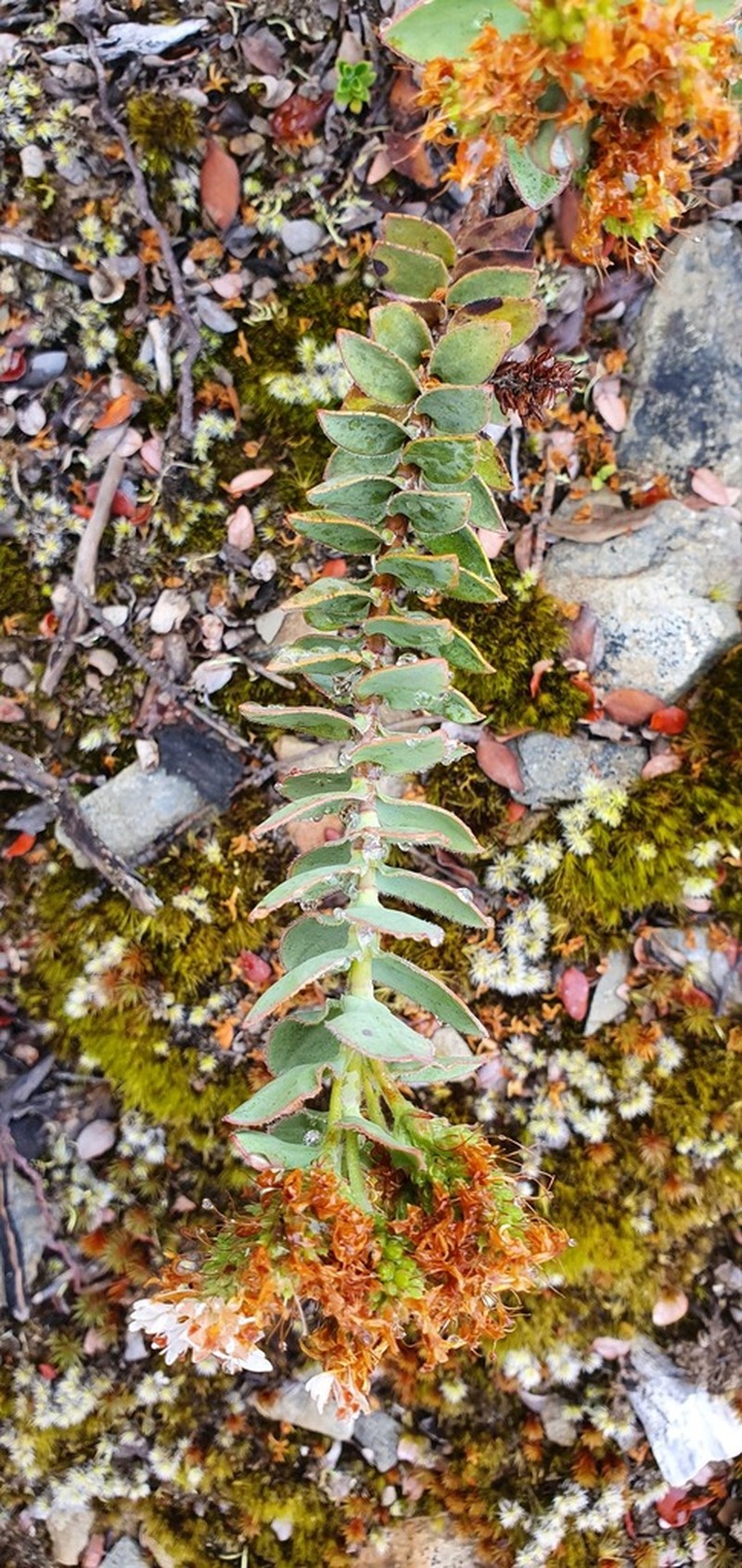 Veronica gibbsii photo 2