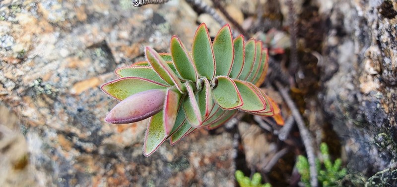 Veronica gibbsii photo 3