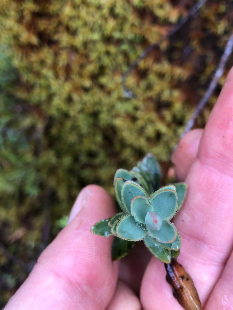 Veronica gibbsii photo 4