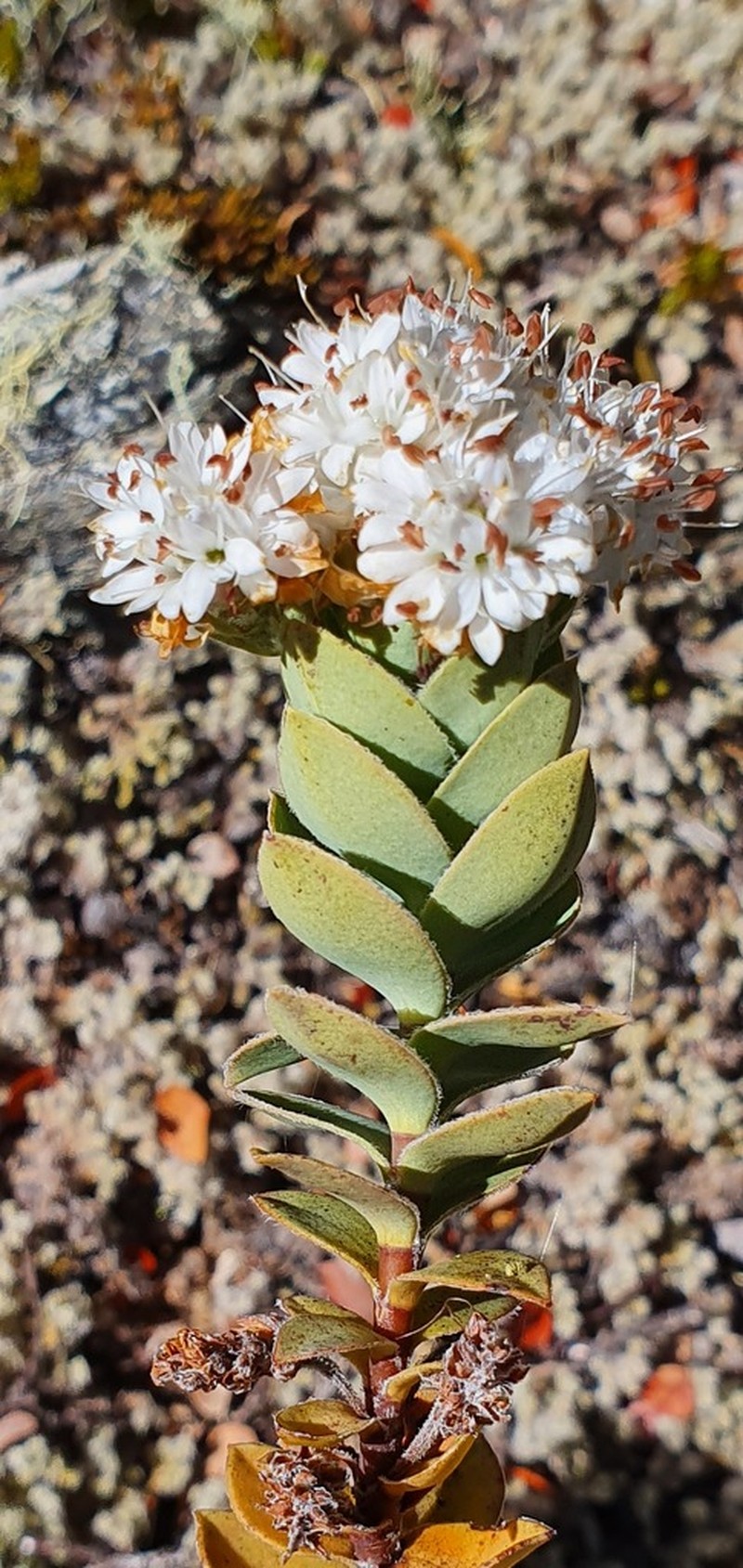 Veronica gibbsii photo 6