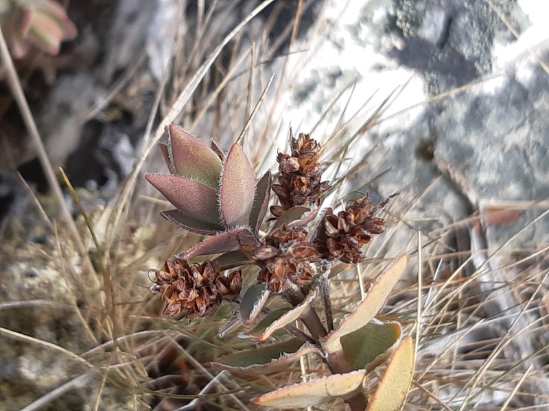 Veronica gibbsii photo 8