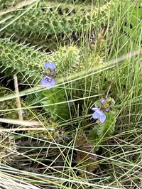 Veronica glandulosa