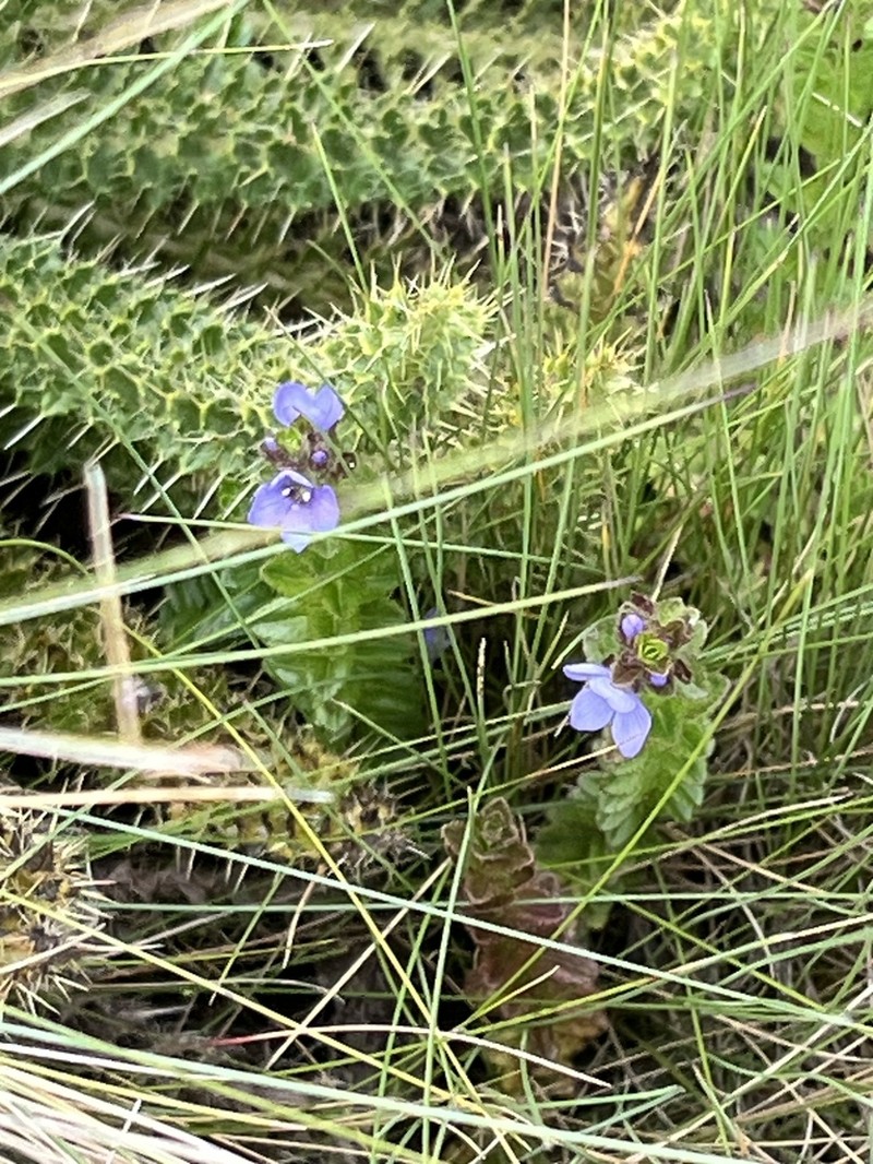 Veronica glandulosa