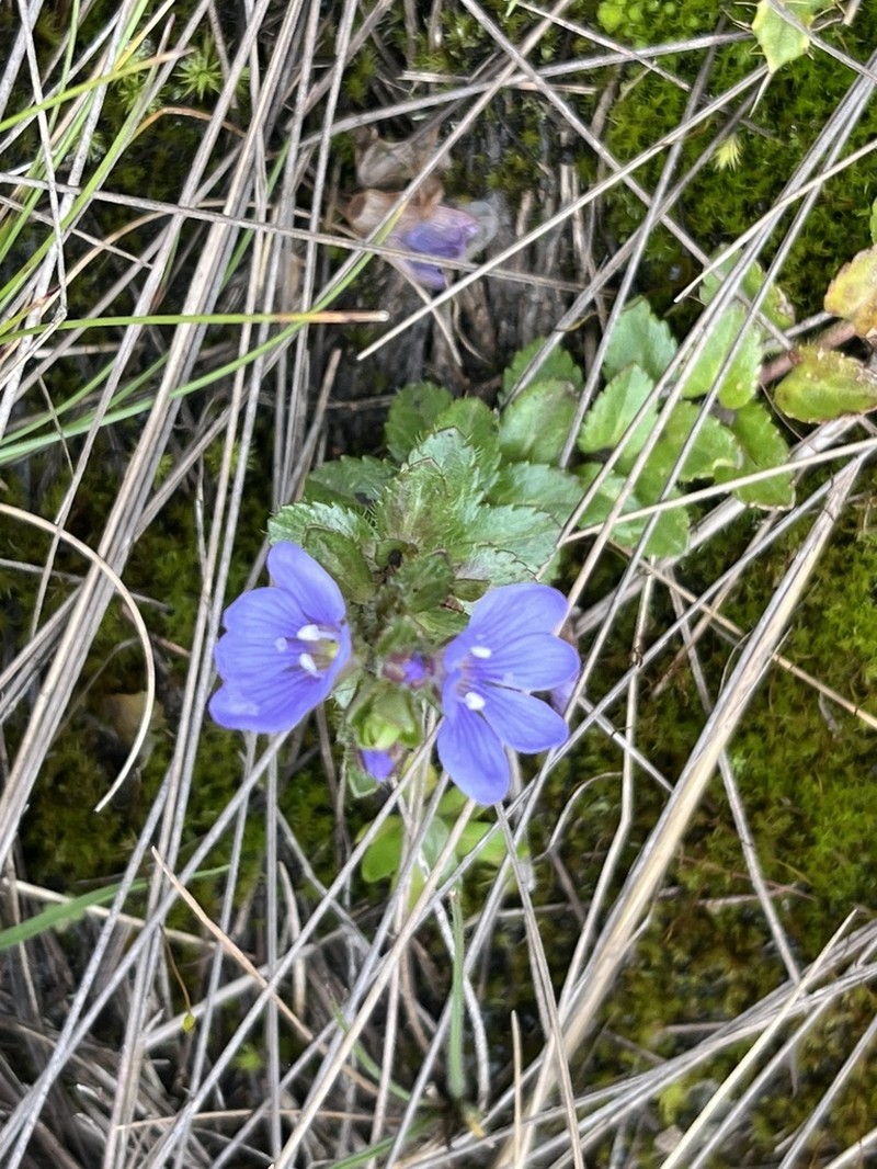 Veronica glandulosa photo 2