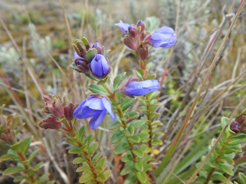 Veronica glandulosa photo 3