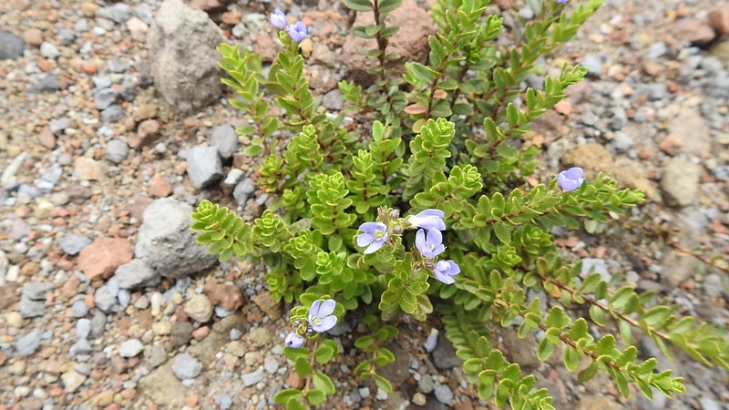 Veronica glandulosa photo 4