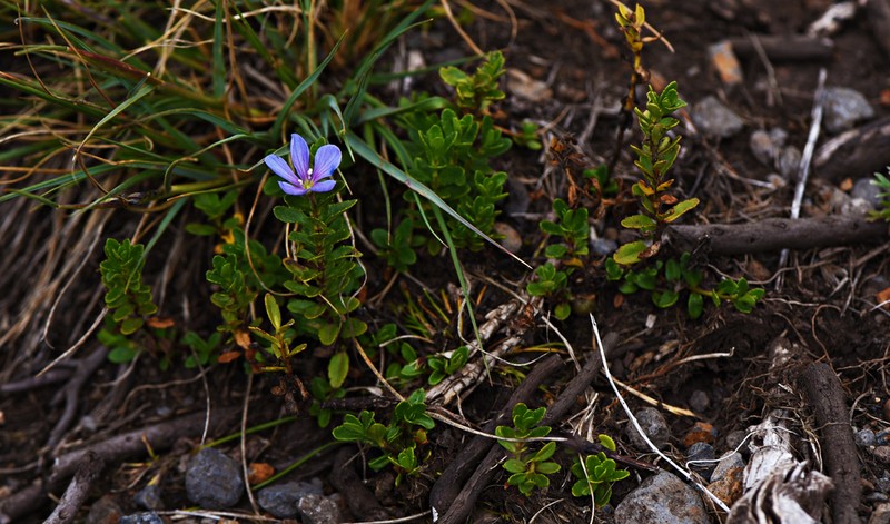 Veronica glandulosa photo 5